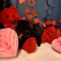 Pepper, a female Pomeranian for sale in St. Petersburg, FL – Photo 4 of 10