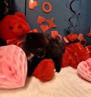 Pepper, a female Pomeranian for sale in St. Petersburg, FL – Photo 1 of 10