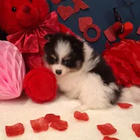 Ted, a male Pomeranian for sale in St. Petersburg, FL – Photo 9 of 10
