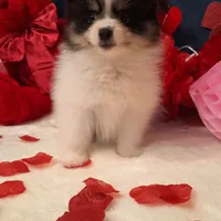 Ted, a male Pomeranian for sale in St. Petersburg, FL – Photo 5 of 10