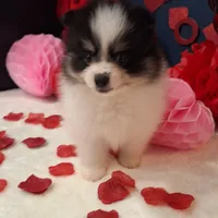 Ted, a male Pomeranian for sale in St. Petersburg, FL – Photo 8 of 10