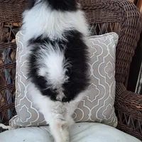 Ted, a male Pomeranian for sale in St. Petersburg, FL – Photo 3 of 10