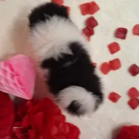 Ted, a male Pomeranian for sale in St. Petersburg, FL – Photo 7 of 10