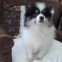 Ted, a male Pomeranian for sale in St. Petersburg, FL – Photo 2 of 10