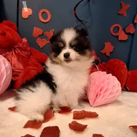 Ted, a male Pomeranian for sale in St. Petersburg, FL – Photo 4 of 10