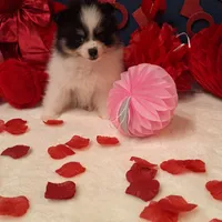 Ted, a male Pomeranian for sale in St. Petersburg, FL – Photo 6 of 10