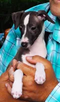 AKC Alfa Romeo GCH sired, a male Italian Greyhound for sale in Clinton, SC – 2 of 10