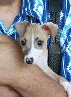 AKC Scrabble GCH sired, a male Italian Greyhound for sale in Clinton, SC – 4 of 10