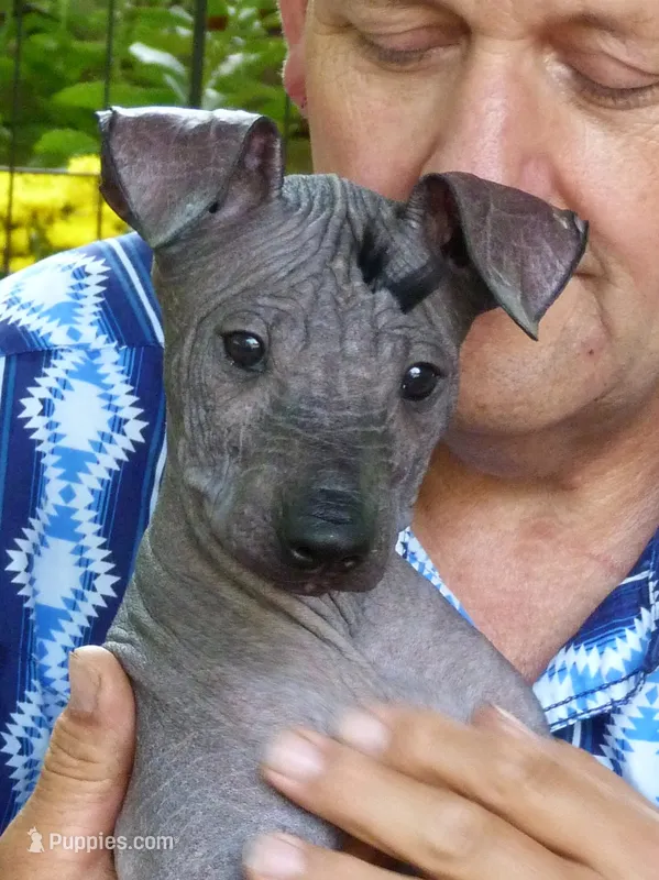 AKC BABY GIRL – Xoloitzcuintli puppy for sale in Clinton, SC