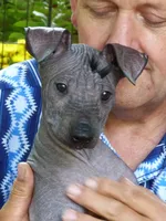 AKC BABY GIRL, a female Xoloitzcuintli for sale in Clinton, SC – 1 of 10