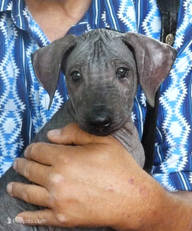 AKC BIG BOY – Xoloitzcuintli puppy for sale in Clinton, SC