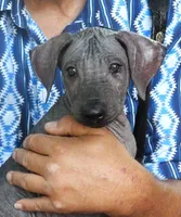 AKC BIG BOY, a male Xoloitzcuintli for sale in Clinton, SC – 1 of 10
