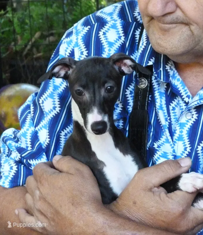 AKC  Prada GCH sired – Italian Greyhound puppy for sale in Clinton, SC