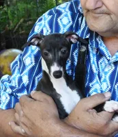 AKC  Prada GCH sired, a female Italian Greyhound for sale in Clinton, SC – 1 of 10