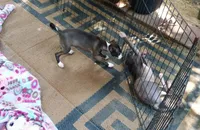AKC Dior GCH sired, a female Italian Greyhound for sale in Clinton, SC – 6 of 10