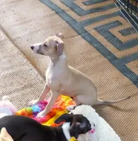 AKC Ferrari  GCH sired, a male Italian Greyhound for sale in Clinton, SC – 4 of 10