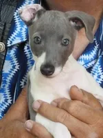 AKC CHESS GCH SIRED, a male Italian Greyhound for sale in Clinton, SC – 1 of 6