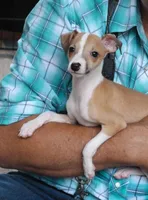 AKC TIRAMISU, a female Italian Greyhound for sale in Clinton, SC – 3 of 10