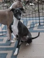 AKC Hugs GCH sired, a male Italian Greyhound for sale in Clinton, SC – 9 of 10