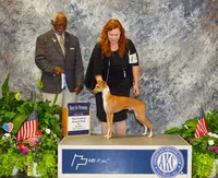  AKC BARKLAVA , a male Italian Greyhound for sale in Clinton, SC – 6 of 10