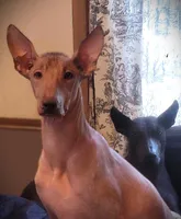 AKC TIP, a male Xoloitzcuintli for sale in Clinton, SC – 7 of 8