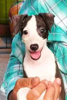 AKC Tiffany GCH sire, a female Italian Greyhound for sale in Clinton, SC – 2 of 10
