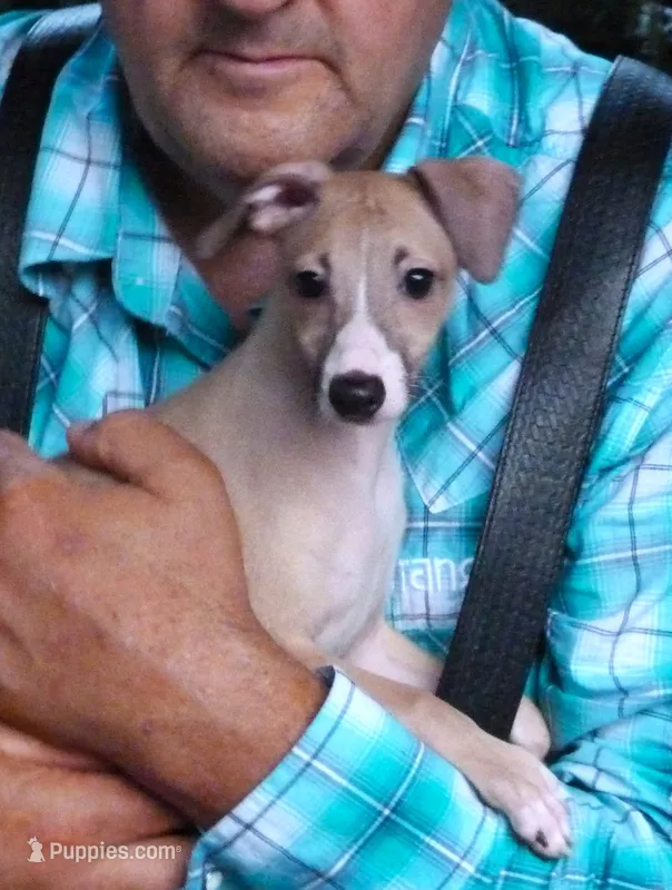 AKC Ferrari  GCH sired – Italian Greyhound puppy for sale in Clinton, SC