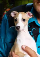 AKC BARKLAVA , a male Italian Greyhound for sale in Clinton, SC – 1 of 10