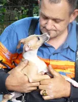 AKC Scrabble GCH sired, a male Italian Greyhound for sale in Clinton, SC – 1 of 10