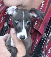 AKC Curtis CH sired ready now, a male Italian Greyhound for sale in Clinton, SC – 4 of 10