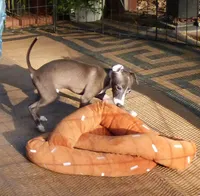  AKC Curtis CH sired ready now, a male Italian Greyhound for sale in Clinton, SC – 6 of 10
