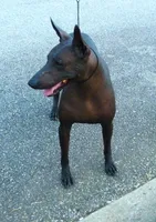 AKC CUTIE PATOOTIE, a female Xoloitzcuintli for sale in Clinton, SC – 7 of 10