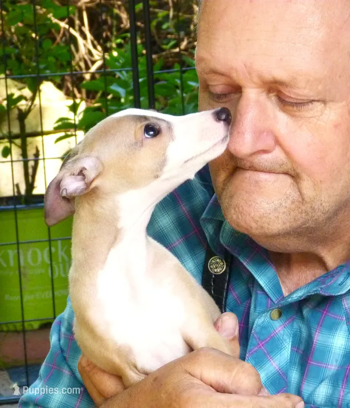 AKC Monaco GCH sired – Italian Greyhound puppy for sale in Clinton, SC