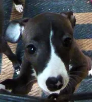 AKC A&W CH sired, a female Italian Greyhound for sale in Clinton, SC – 3 of 10