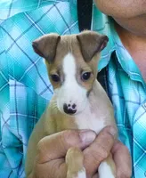 AKC Monaco GCH sired, a male Italian Greyhound for sale in Clinton, SC – 5 of 10