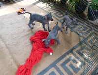 AKC BIG BOY, a male Xoloitzcuintli for sale in Clinton, SC – 6 of 10