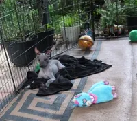 AKC Catalina, a female Xoloitzcuintli for sale in Clinton, SC – 5 of 8