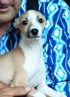  AKC BARKLAVA , a male Italian Greyhound for sale in Clinton, SC – 2 of 10