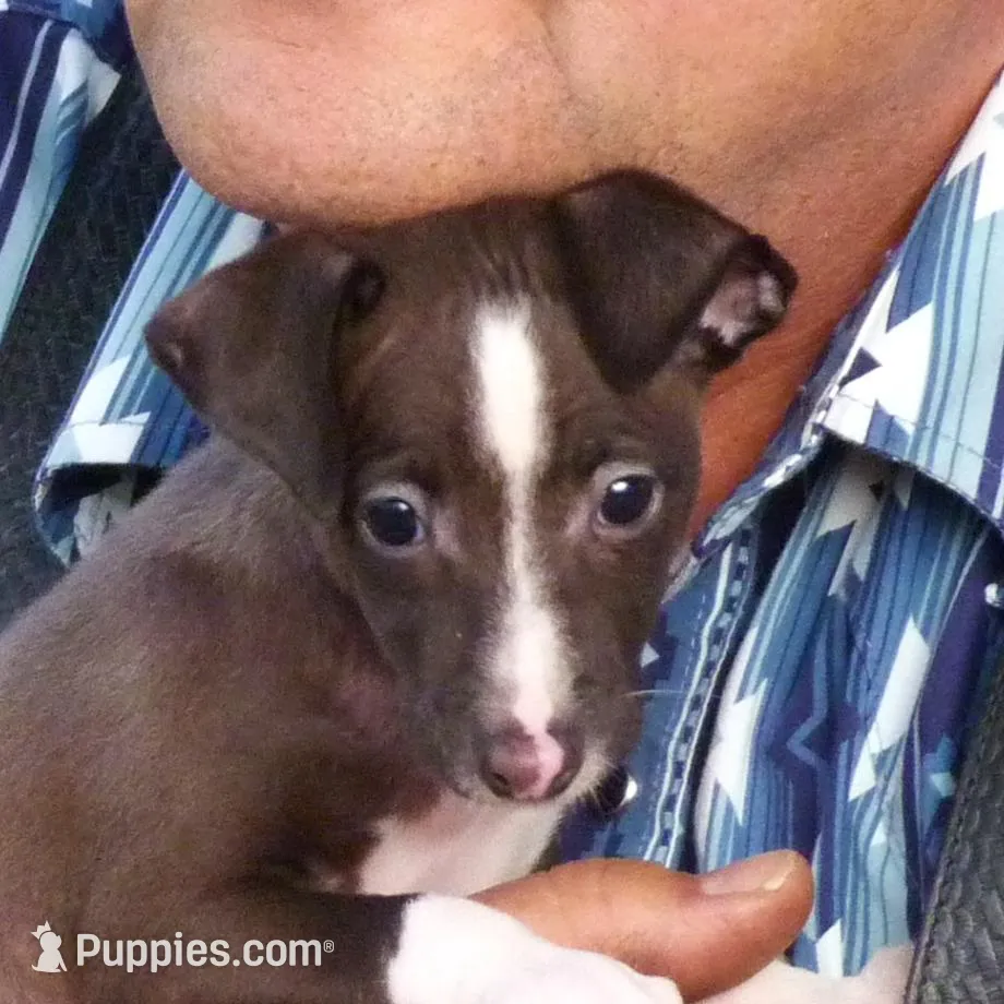 AKC Davidson GCH sired Ready now, a male Italian Greyhound for sale in Clinton, SC – Photo 4 of 10