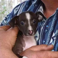 AKC Davidson GCH sired Ready now, a male Italian Greyhound for sale in Clinton, SC – Photo 2 of 10