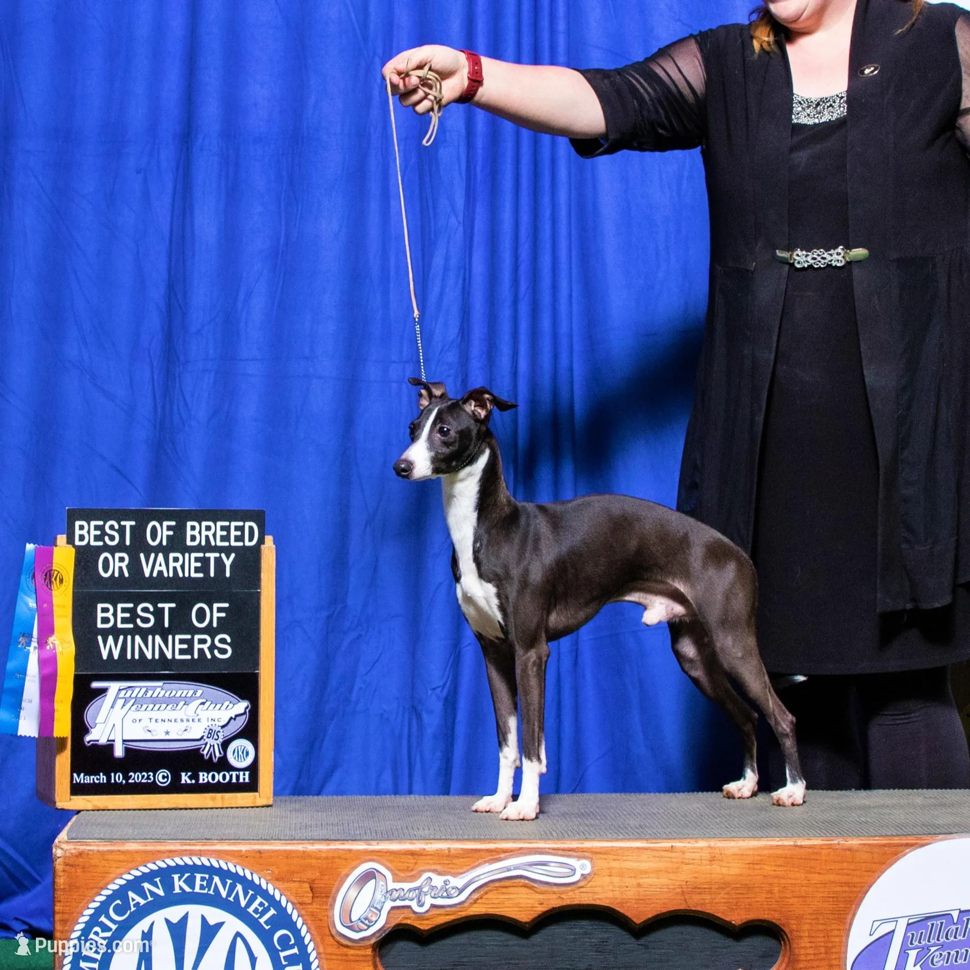 AKC Davidson GCH sired Ready now, a male Italian Greyhound for sale in Clinton, SC – Photo 10 of 10