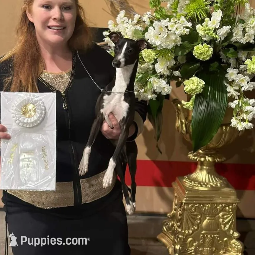 AKC Davidson GCH sired Ready now, a male Italian Greyhound for sale in Clinton, SC – Photo 8 of 10