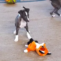 AKC Davidson GCH sired Ready now, a male Italian Greyhound for sale in Clinton, SC – Photo 6 of 10