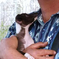 AKC Davidson GCH sired Ready now, a male Italian Greyhound for sale in Clinton, SC – Photo 5 of 10