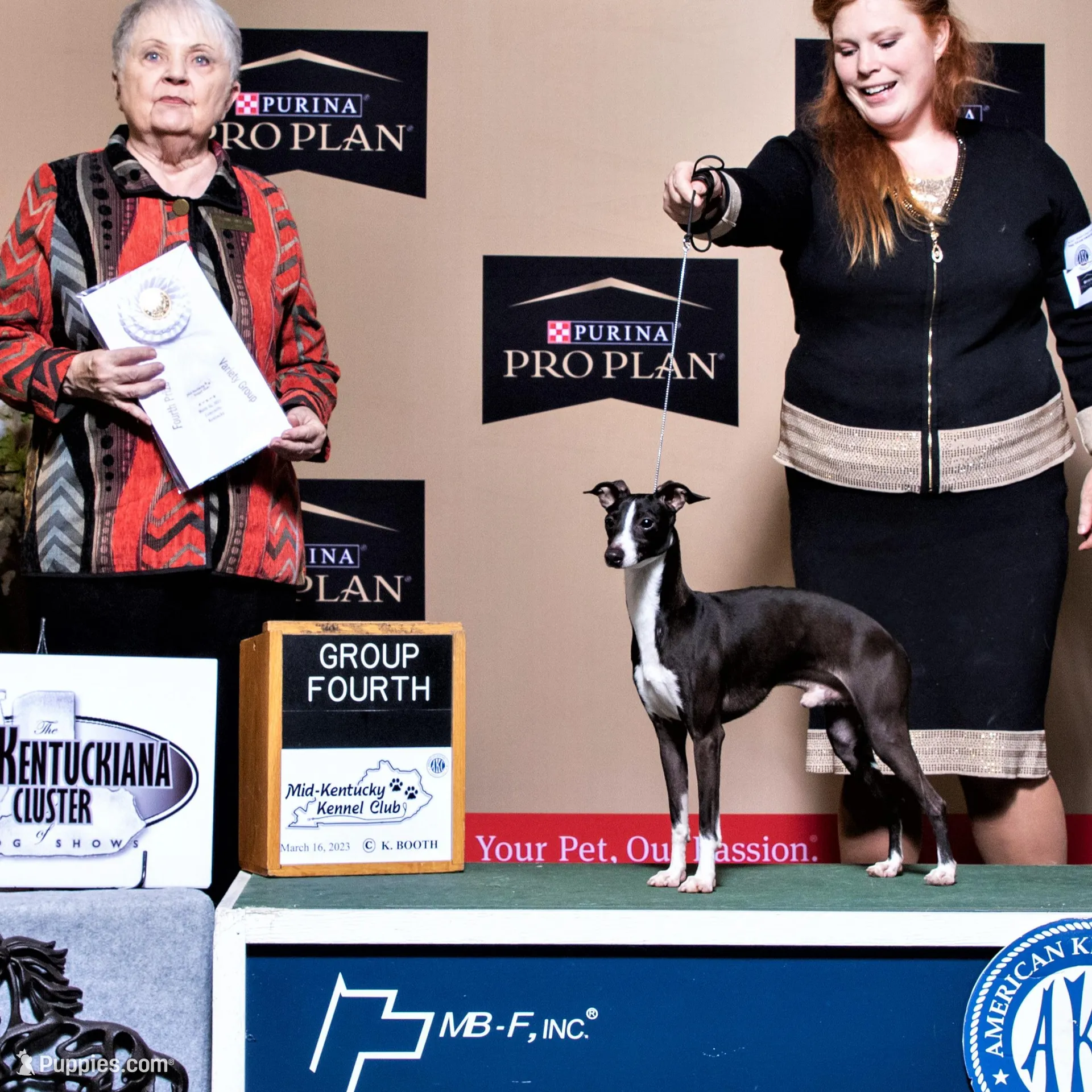 AKC Davidson GCH sired Ready now, a male Italian Greyhound for sale in Clinton, SC – Photo 9 of 10
