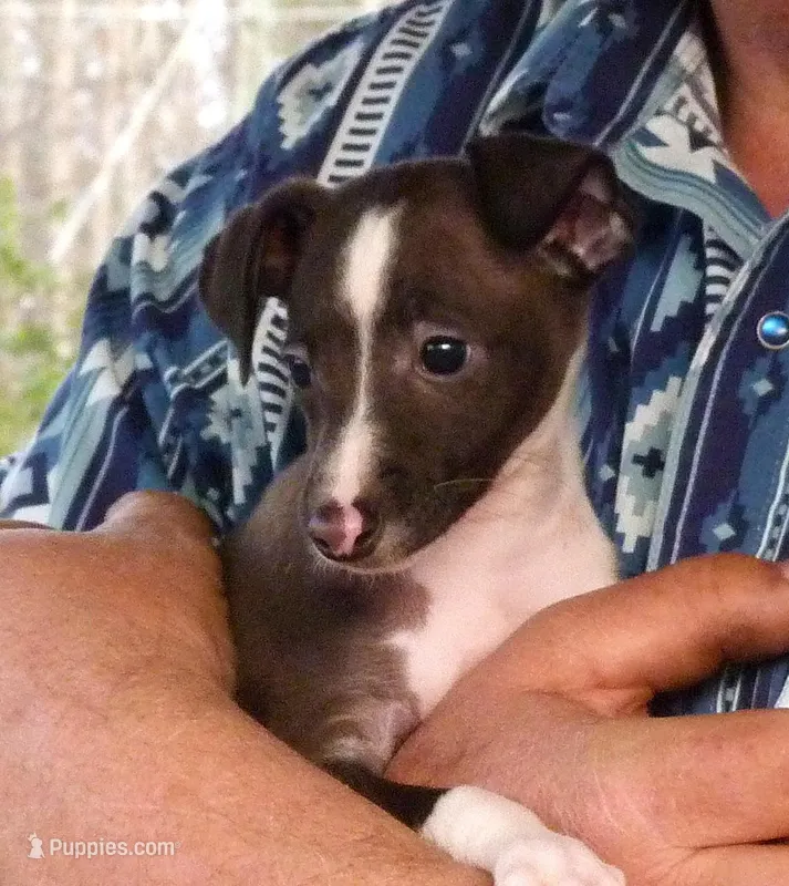 AKC Davidson GCH sired Ready now