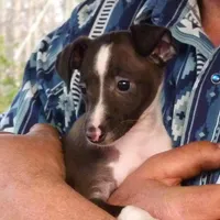 AKC Davidson GCH sired Ready now, a male Italian Greyhound for sale in Clinton, SC – Photo 1 of 10
