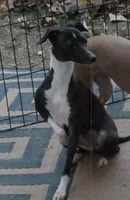 AKC Hugs GCH sired, a male Italian Greyhound for sale in Clinton, SC – 10 of 10