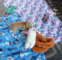 AKC TIRAMISU, a female Italian Greyhound for sale in Clinton, SC – 6 of 10
