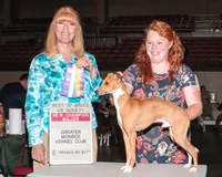 AKC Dior GCH sired, a female Italian Greyhound for sale in Clinton, SC – 10 of 10